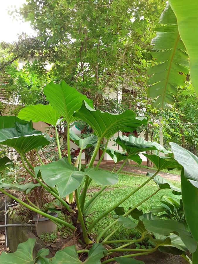 Yonara Green Rest Habarana Exterior foto